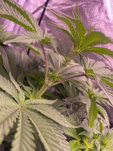 Growreport Bild 1