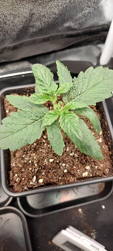 Growreport Bild 2