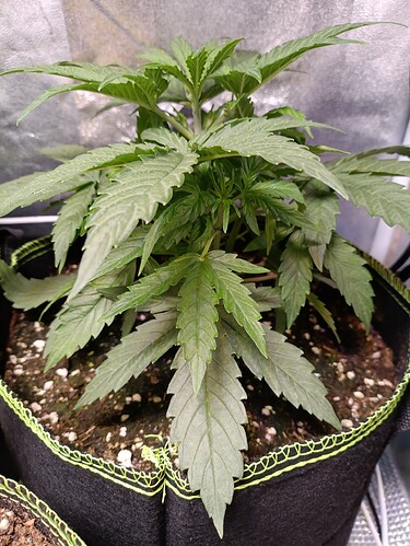 Growreport Bild 3