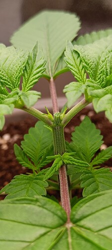 Growreport Bild 7
