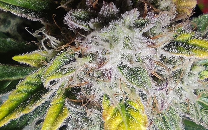 Growreport Bild 54