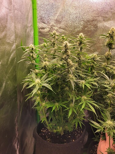 Growreport Bild 3