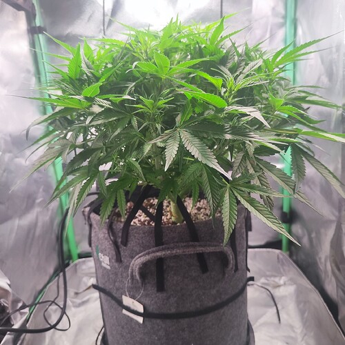 Growreport Bild 3