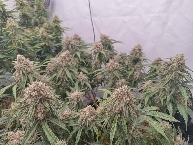 Growreport Bild 10
