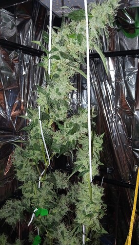 Growreport Bild 2