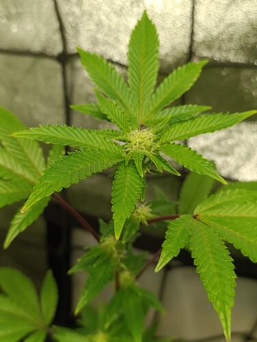 Growreport Bild 9