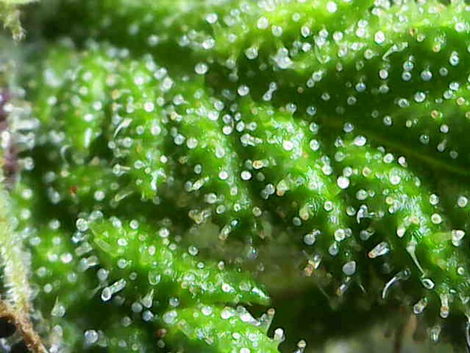 Growreport Bild 11