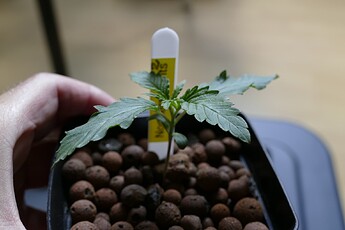NL2-A_KT11_1