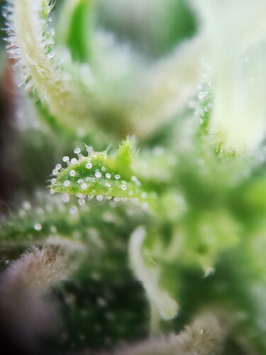 Growreport Bild 5