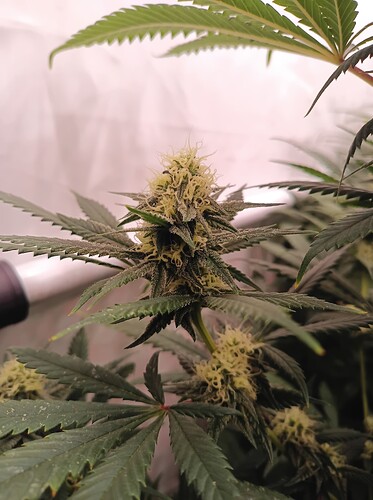 Growreport Bild 42