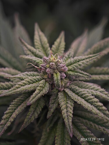 Growreport Bild 15