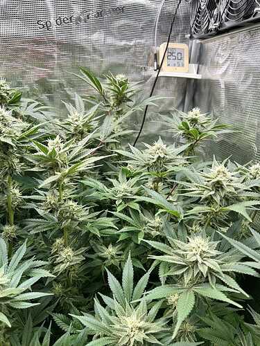 Mehrere blühende Cannabispflanzen in einem Zelt, mit sichtbaren Blütenständen und Blättern.