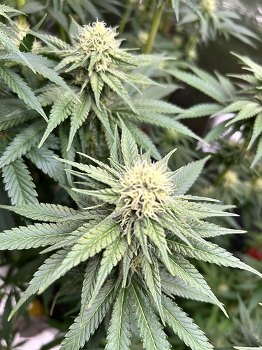 Nahaufnahme einer blühenden Cannabispflanze mit sichtbaren Blütenständen und Trichomen.