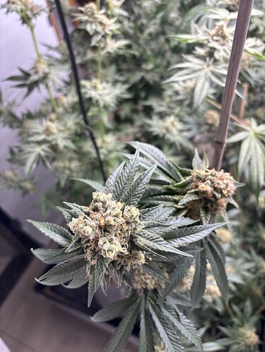 Growreport Bild 5