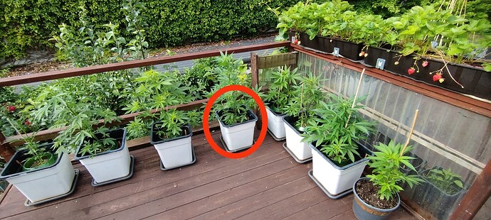 Growreport Bild 16