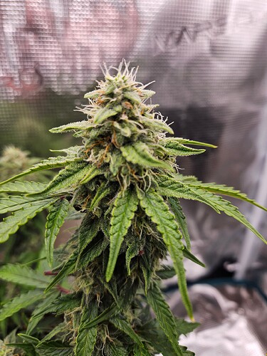 Growreport Bild 92