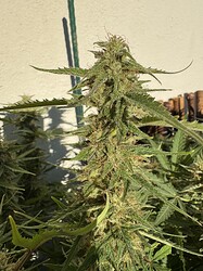 Growreport Bild 7