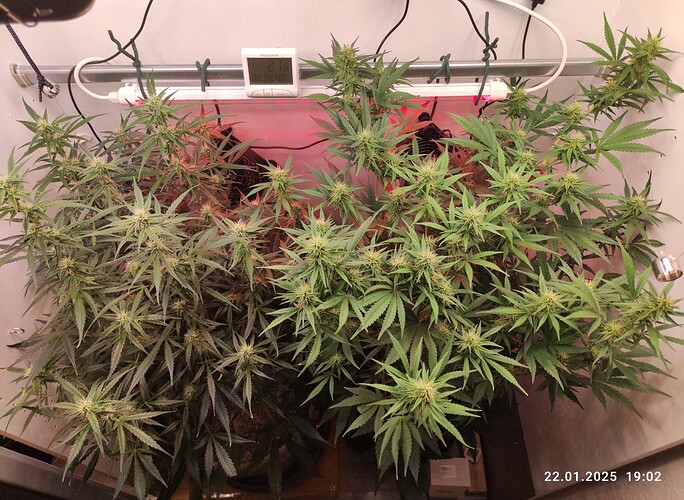 Growreport Bild 4