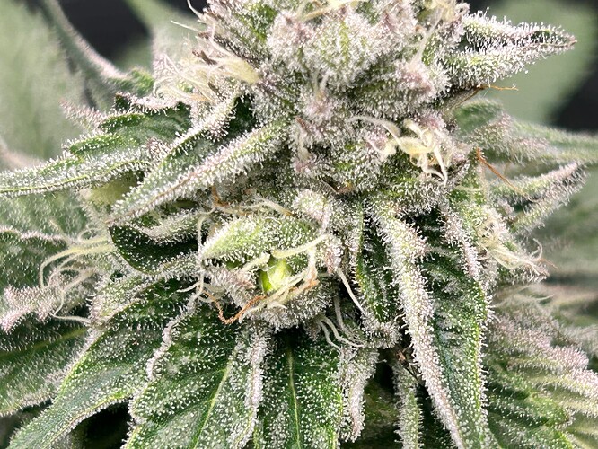 Growreport Bild 17