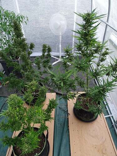 Growreport Bild 17