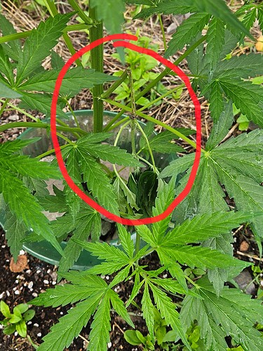 Growreport Bild 8