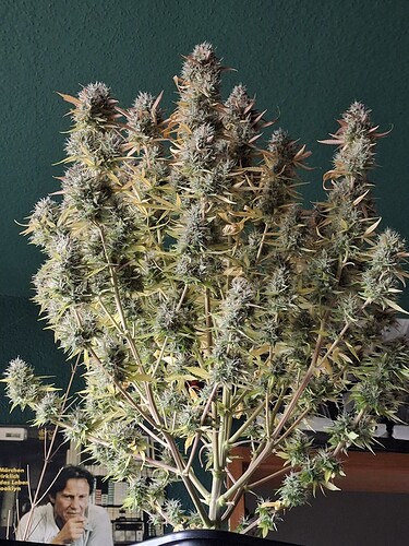 Growreport Bild 6