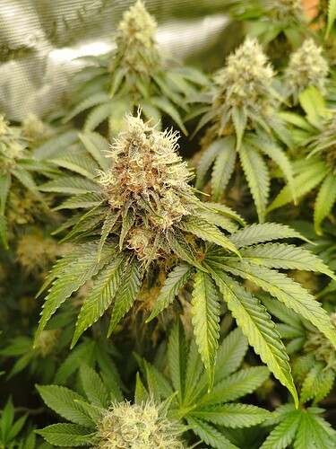 Growreport Bild 3