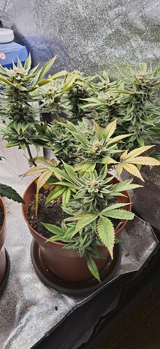Growreport Bild 2