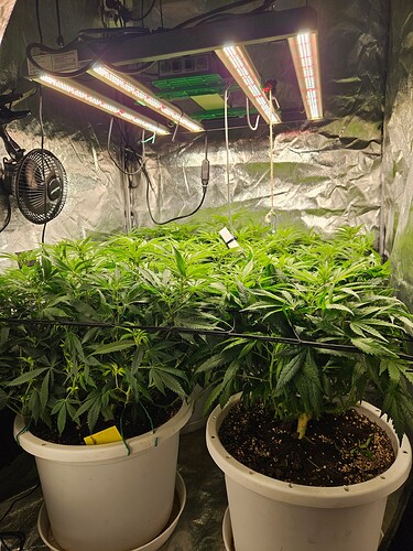 Growreport Bild 1