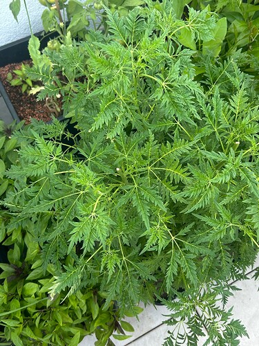 Growreport Bild 64