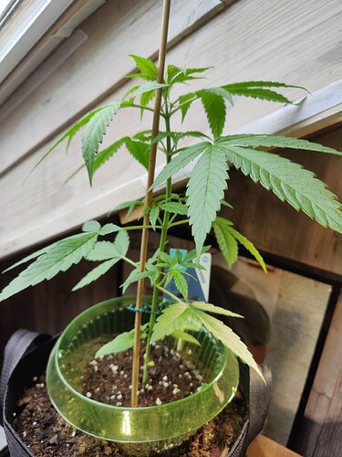 Growreport Bild 3