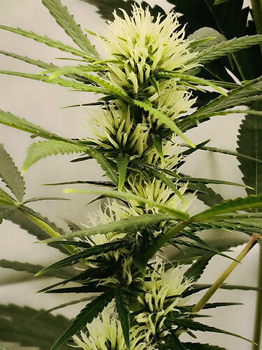 Growreport Bild 79