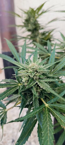 Growreport Bild 3