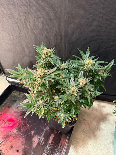 Growreport Bild 27