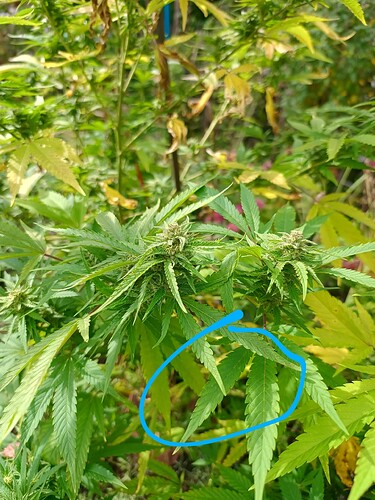 IMG_20240927_111345026_HDR~2