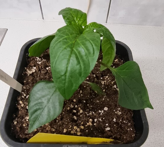 Growreport Bild 24