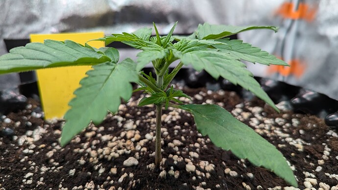 PXL_20240710_152808250.MP