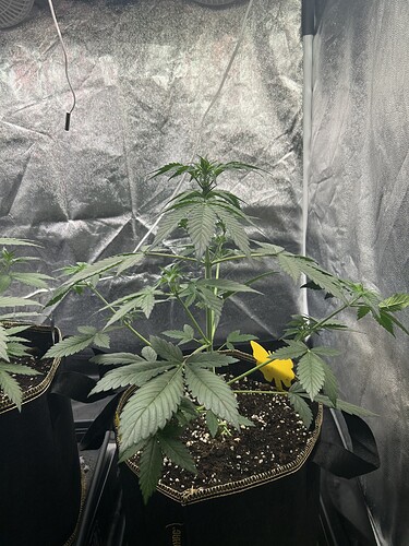 Growreport Bild 1