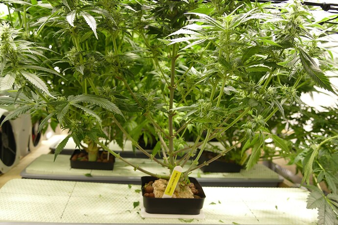 SLH1_Stamm_vorne_VT76BT29