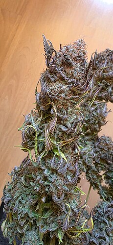 Growreport Bild 47