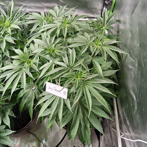 20260315_Skunk1  (2)