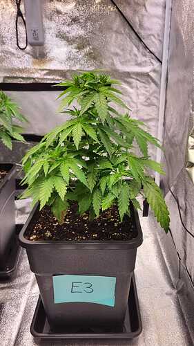 Growreport Bild 44