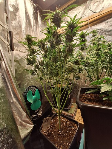 Growreport Bild 3