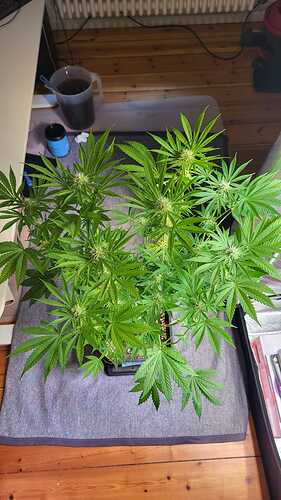 Growreport Bild 8