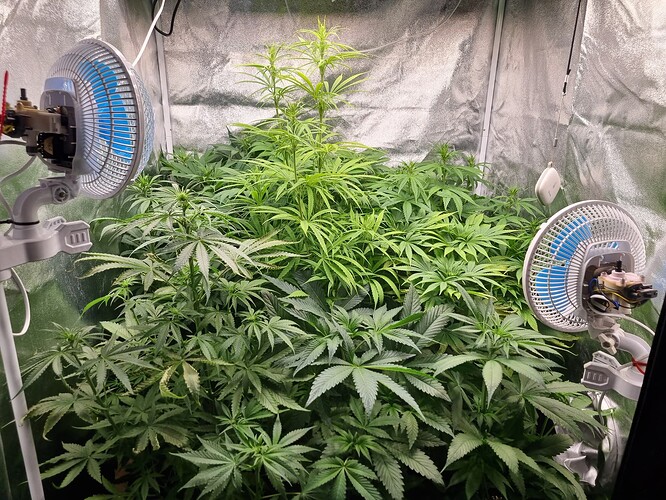 Mehrere Cannabispflanzen in einem Zelt, die von zwei Ventilatoren belüftet werden.