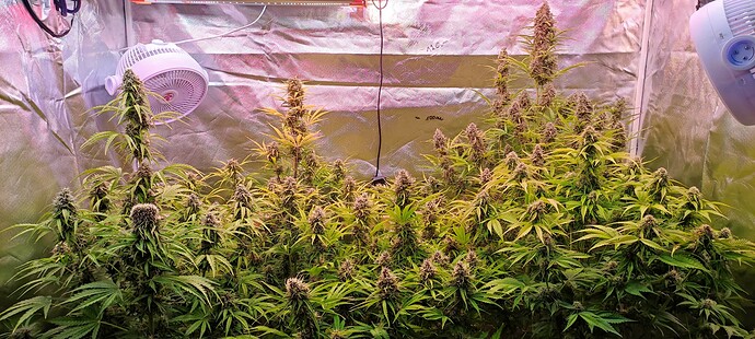 Growreport Bild 1