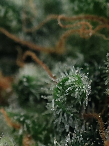 Growreport Bild 80