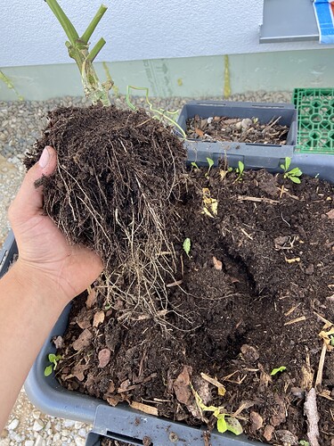 Growreport Bild 5