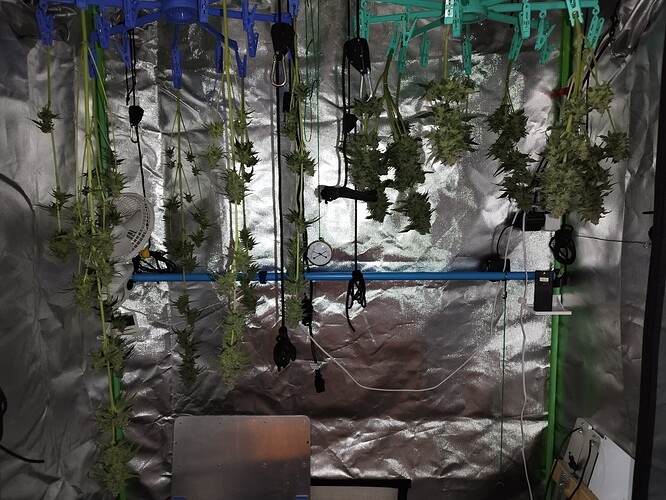 Mehrere Cannabis-Pflanzenzweige hängen kopfüber in einer Growbox zur Trocknung. Ein kleiner Ventilator ist an der linken Seite angebracht, und ein Hygrometer ist in der Mitte sichtbar.