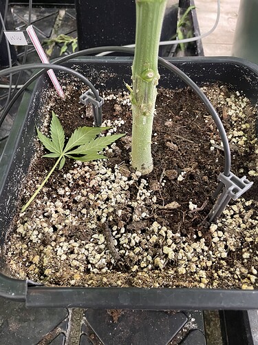 Growreport Bild 30